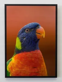 plakat-a3-30x40-w-ramie-jmp-ptaki-05