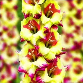 gladiolus-cebulki-mieczyk-awangardowy-bordowo-fioletow-zolty-cebule-5-szt