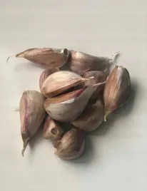 czosnek-jarus-jary-wiosenny-ladne-zabki-do-sadzenia-konsumpcji-10szt