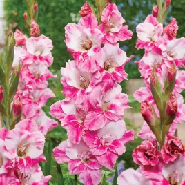 gladiolus-mieczyk-niski-nanus-charming-pink-5szt-cebulki-rozowo-fioletowy