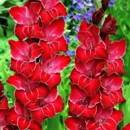 gladiolus-mieczyk-wielkokwiatowy-baccara-czerwony-mieczyki-cebulki-5-szt
