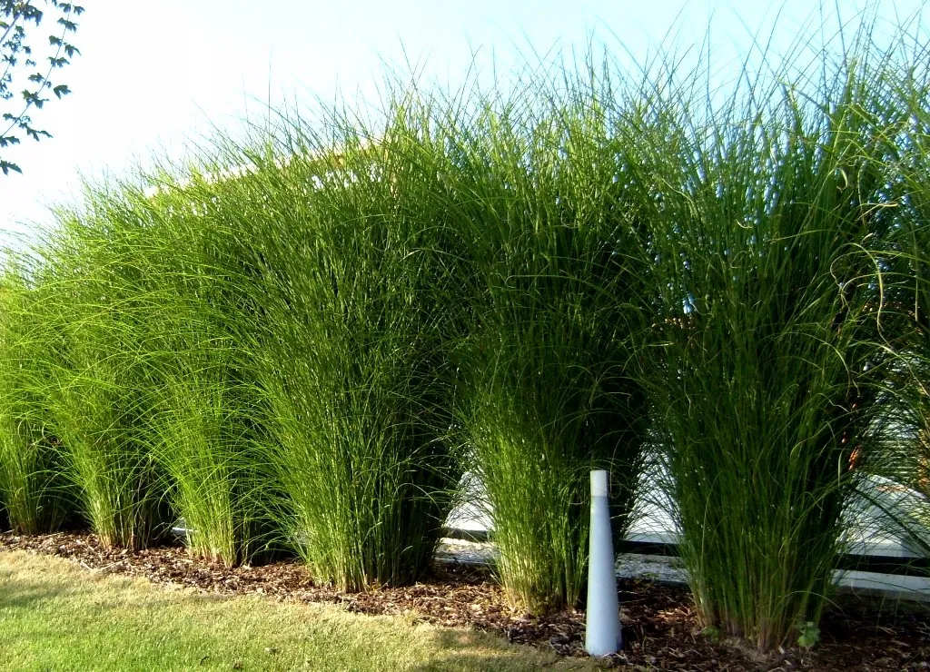 miskant-chinski-gracillimus-3l-styl-ogrod-nowoczesny-ogrod-srodziemnomorski-ogrod-wiejski-ogrod-skalny