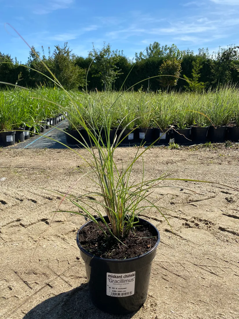 miskant-chinski-gracillimus-3l-styl-ogrod-nowoczesny-ogrod-srodziemnomorski-ogrod-wiejski-ogrod-skalny