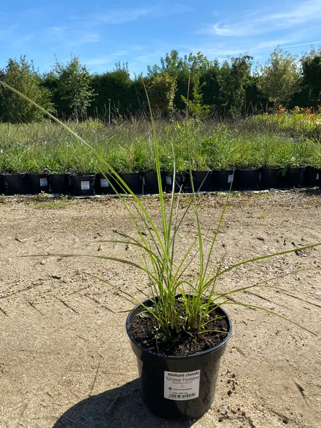 miskant-chinski-grosse-fontanne-3l-roslina-w-postaci-sadzonka-w-pojemniku-2-3l