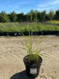 miskant-chinski-grosse-fontanne-3l-roslina-w-postaci-sadzonka-w-pojemniku-2-3l