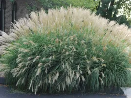 miskant-chinski-hermen-mussel-3l-pakiet-8-szt