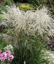 miskant-chinski-kleine-fontane-3l-pakiet-8-szt