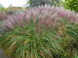 miskant-chinski-krater-3l-pakiet-8-szt