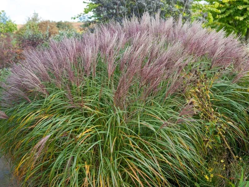 miskant-chinski-krater-3l