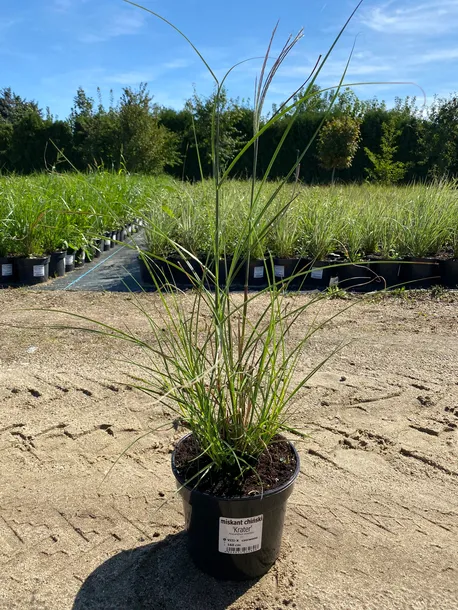 miskant-chinski-krater-3l-roslina-w-postaci-sadzonka-w-pojemniku-2-3l