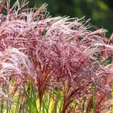 miskant-chinski-melepartus-3l