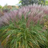 miskant-chinski-melepartus-3l-styl-ogrod-nowoczesny-ogrod-srodziemnomorski-ogrod-wiejski-ogrod-skalny