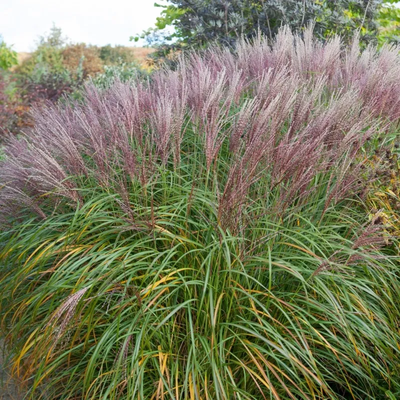 miskant-chinski-melepartus-3l-styl-ogrod-nowoczesny-ogrod-srodziemnomorski-ogrod-wiejski-ogrod-skalny