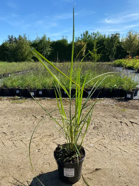 miskant-chinski-melepartus-3l-waga-z-opakowaniem-15-kg