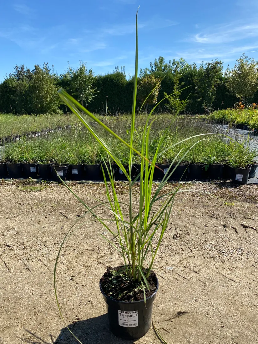 miskant-chinski-melepartus-3l-styl-ogrod-nowoczesny-ogrod-srodziemnomorski-ogrod-wiejski-ogrod-skalny