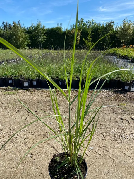 miskant-chinski-melepartus-3l-roslina-w-postaci-sadzonka-w-pojemniku-2-3l