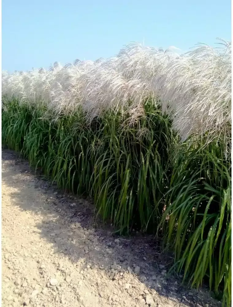 miskant-chinski-memory-3l-styl-ogrod-wiejski-ogrod-srodziemnomorski-ogrod-nowoczesny-ogrod-skalny