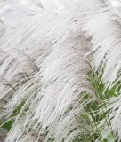 miskant-chinski-memory-3l-styl-ogrod-wiejski-ogrod-srodziemnomorski-ogrod-nowoczesny-ogrod-skalny