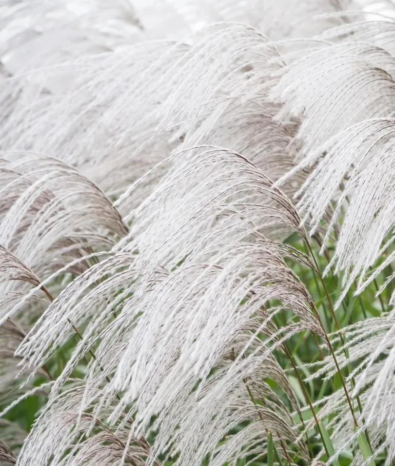 miskant-chinski-memory-3l