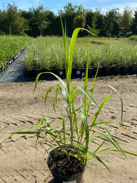 miskant-chinski-memory-3l-waga-z-opakowaniem-15-kg