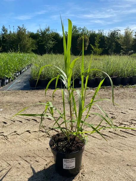 miskant-chinski-memory-3l-roslina-w-postaci-sadzonka-w-pojemniku-2-3l