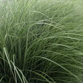 miskant-chinski-morning-light-3l-pakiet-8-szt