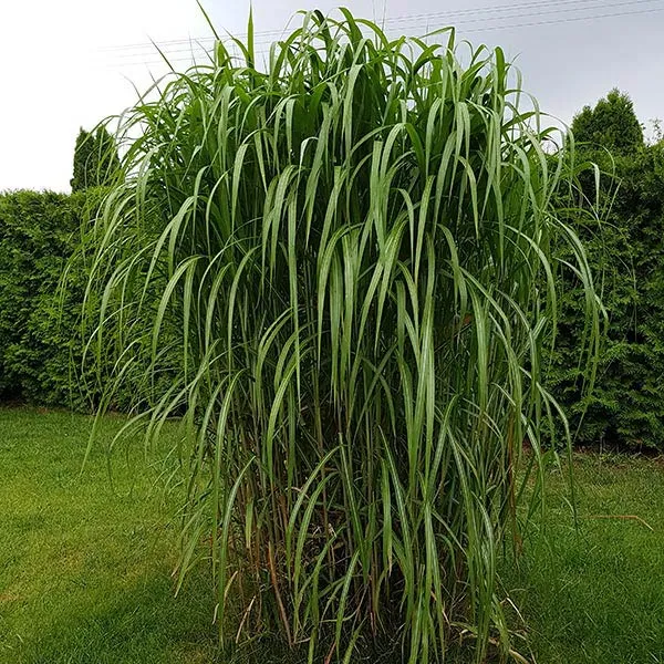 miskant-olbrzymi-3l-styl-ogrod-wiejski-ogrod-srodziemnomorski-ogrod-nowoczesny-ogrod-skalny