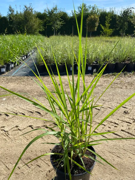 miskant-olbrzymi-3l-waga-z-opakowaniem-15-kg