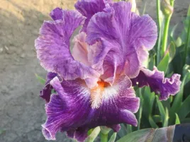 irys-brodkowy-fancy-women-fioletowe-kwiaty-kosaciec
