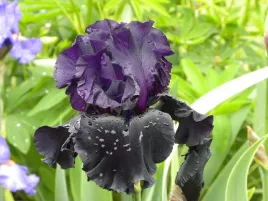 irys-brodkowy-black-is-black-fioletowe-kwiaty-klacze
