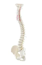 model-kregoslupa-pomocny-w-nauce