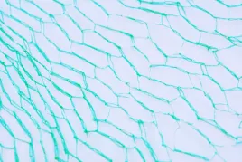 siatka-ochronna-przeciw-ptakom-na-ptaki-2x5-m