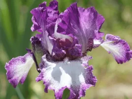 irys-brodkowy-mariposa-autumn-bialo-fioletowe-kwiaty-klacze