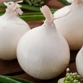 cebula-finezja-nasiona-warzyw-lagodna-biala-srednio-wczesna-odmiana