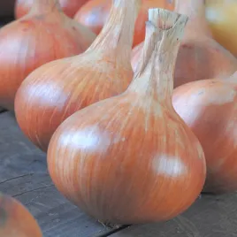 cebula-supra-6m-na-tasmie-sr-pozna-b-plenna-kremowy-miazsz-nasiona-warzyw