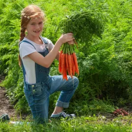 marchew-jadalna-imperator-pozna-nasiona-warzyw-marchwi-bardzo-smaczna