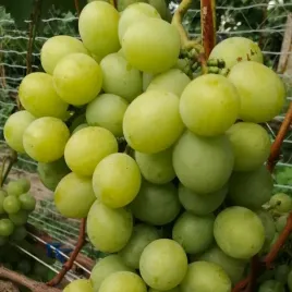 winorosl-wiera-vitis-w-doniczkach-p11-wysokosc-40-60-cm