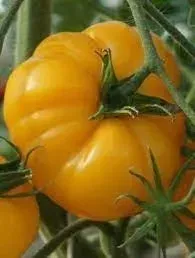 pomidory-yellowstone-nasiona-02-g