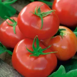 pomidor-ikarus-pozny-bardzo-duzy-pyszny-idealny-do-salatek-na-kanapki