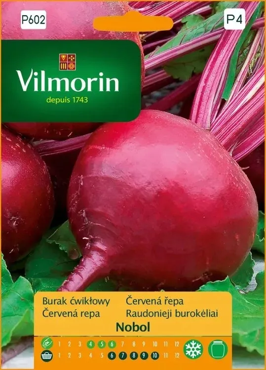vilmorin-burak-cwiklowy-nobol-8g