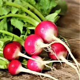 rzodkiewka-caro-szklarniowa-gruntowa-bialoczerwona