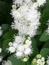 nasiona-mieszanka-roslin-03-g