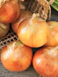 cebula-lawica-zloto-zolta-pozna-kulista-bardzo-zdrowa-nasiona-5g