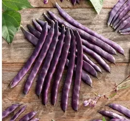 fasola-blauhilde-odmiana-szparagowa-nasiona-10-g