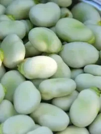 bob-rambos-najwczesniejszy-nasiona-bobu-pyszny-5g