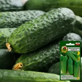 nasiona-ogorek-szeryf-gruntowy-f1-bardzo-wczesny