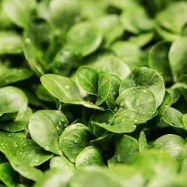 roszponka-salata-nasiona-roszponki-do-salatek-bardzo-zdrowa-1g