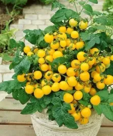 pomidor-gruntowy-aztek-koktajlowy-do-pojemnikow