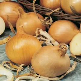 cebula-kristine-1g-smaczna-wysokie-rowne-plony