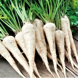 pietruszka-halblange-biala-korzeniowa-berlinska-5g